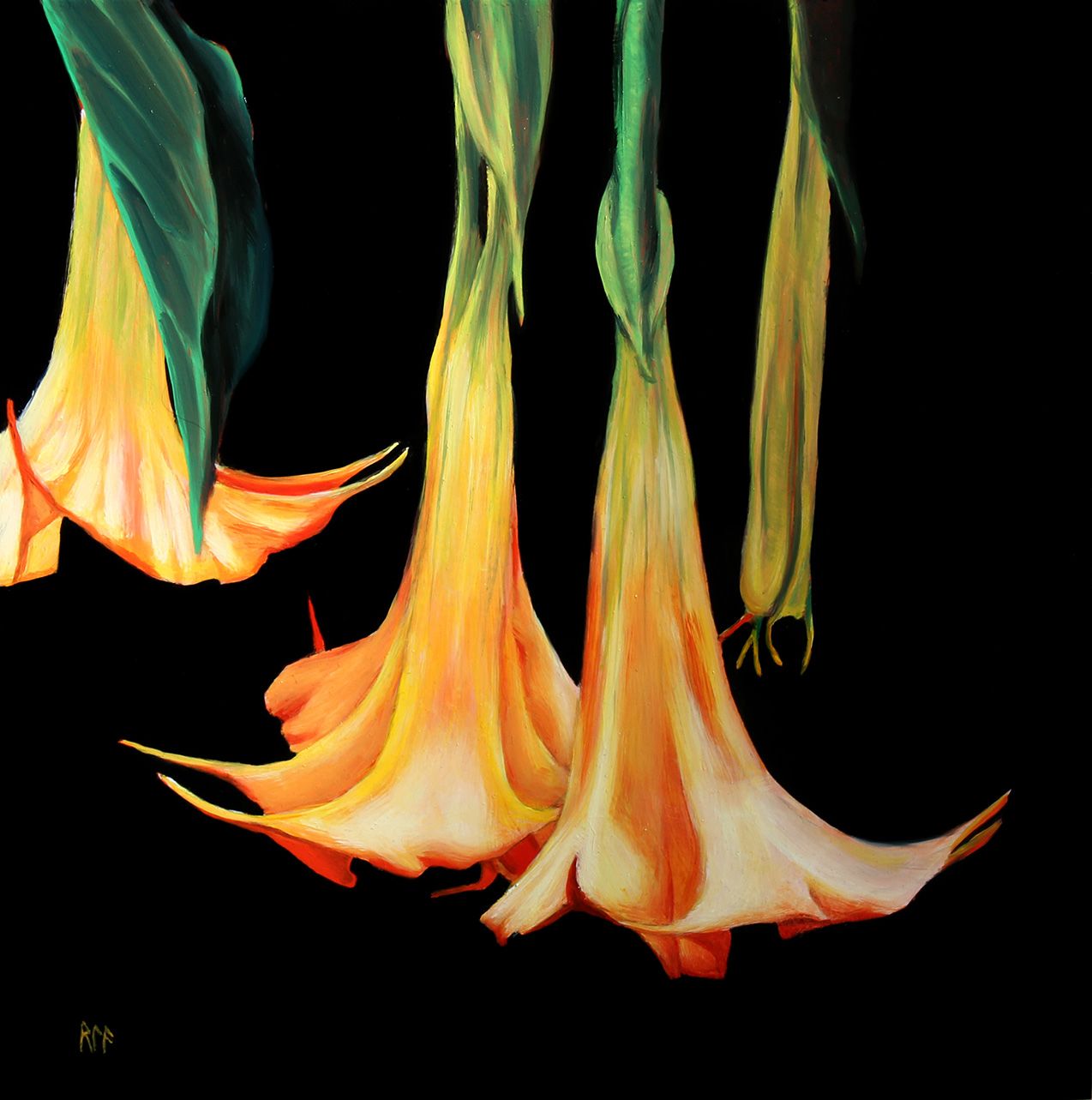 Night Flowers Angel S Trumpets Small